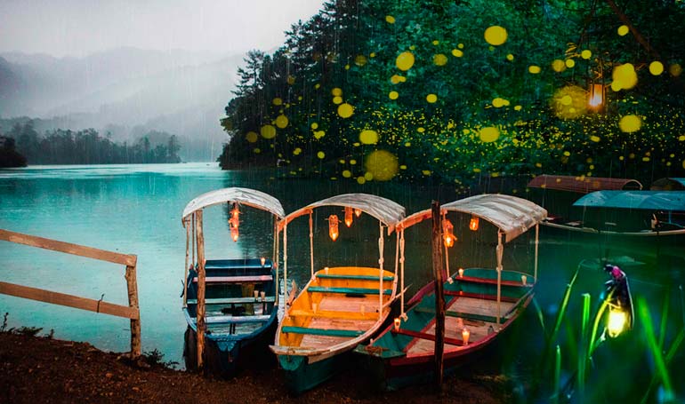 Tour Santuario de las Luciérnagas en Tlatauquitepec con Tour Sin Límites