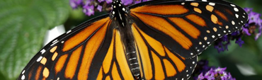 Mariposa monarca y Valle de Bravo - Tour Sin Límites
