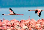 Tour Celestún Ruta del Flamingo con Tour Sin Límites